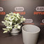 Buddies Flower Pot Safe