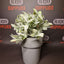 Buddies Flower Pot Safe